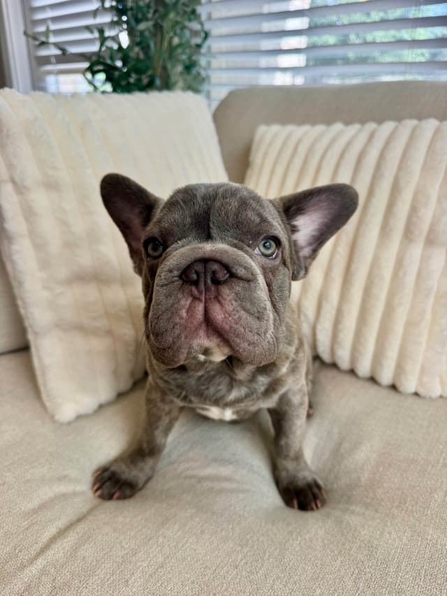 AKC French Bulldog Puppies – Healthy, Beautiful Colors media 5