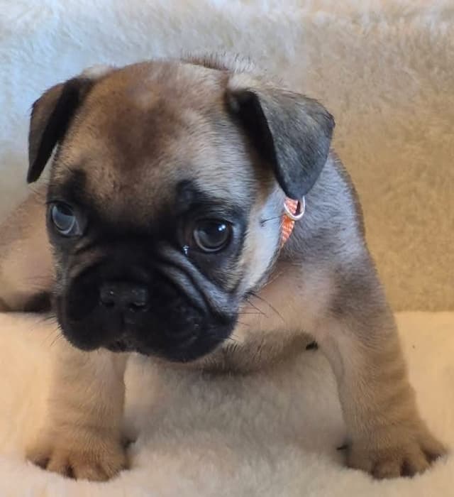 French Bulldog Puppies media 2