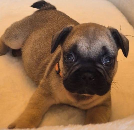 French Bulldog Puppies media 3
