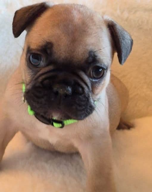 French Bulldog Puppies media 4