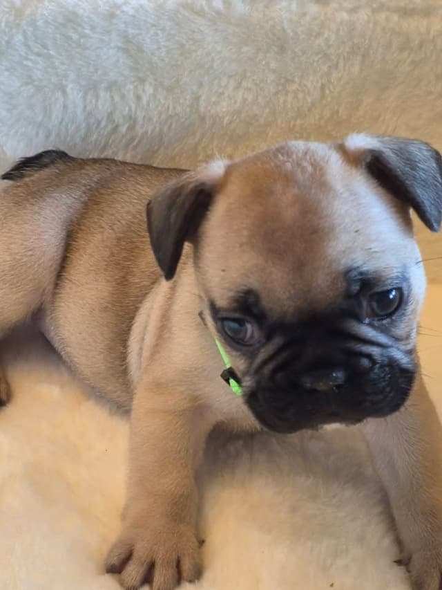 French Bulldog Puppies media 5