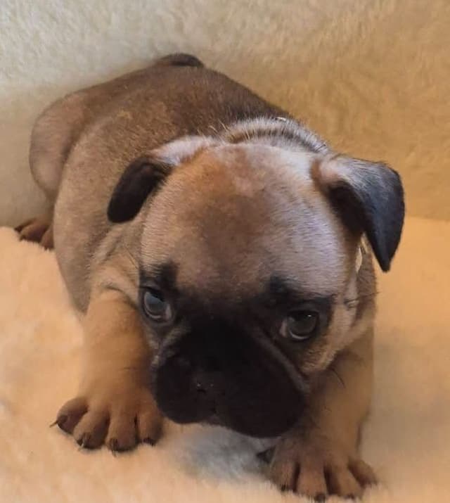 French Bulldog Puppies media 6