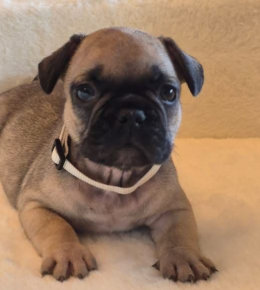 French Bulldog Puppies media 7