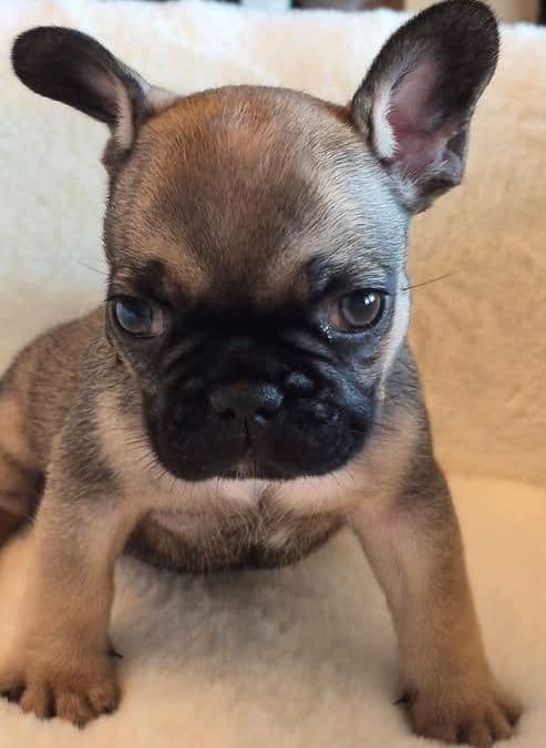 French Bulldog Puppies media 8