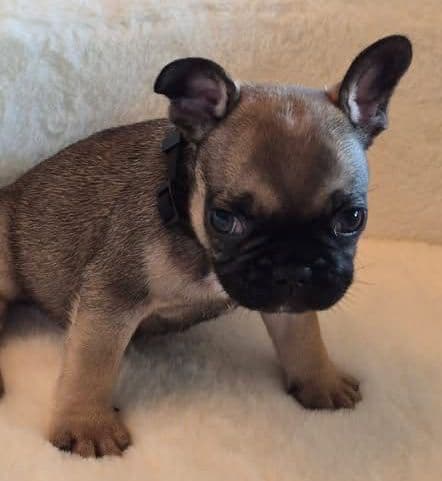 French Bulldog Puppies media 9