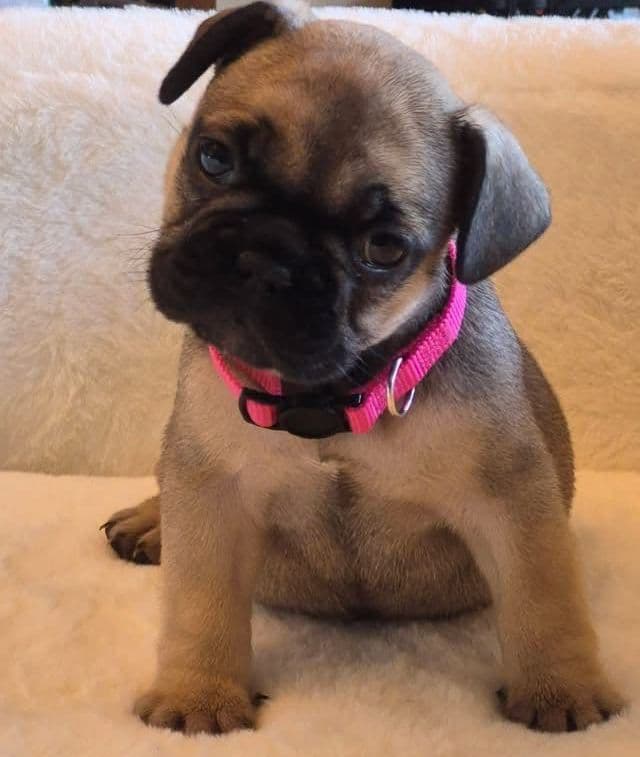 French Bulldog Puppies media 10