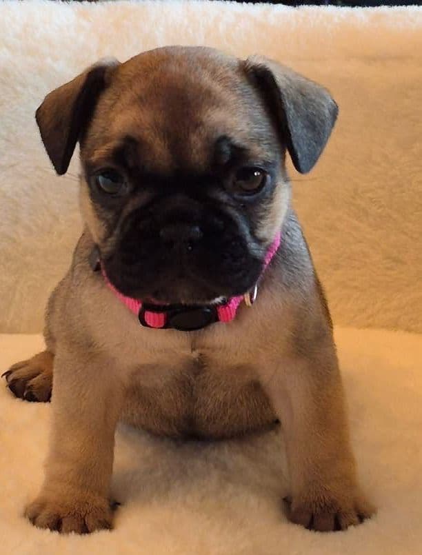 French Bulldog Puppies media 11