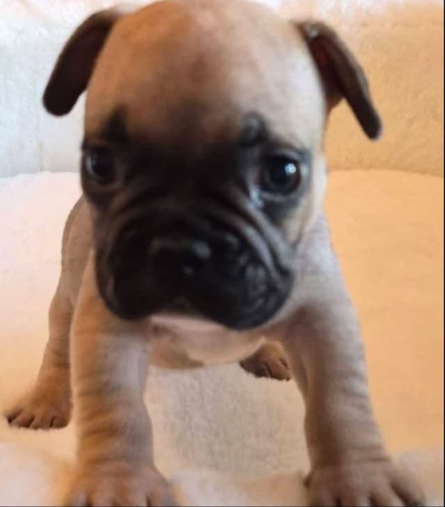 French Bulldog Puppies media 12