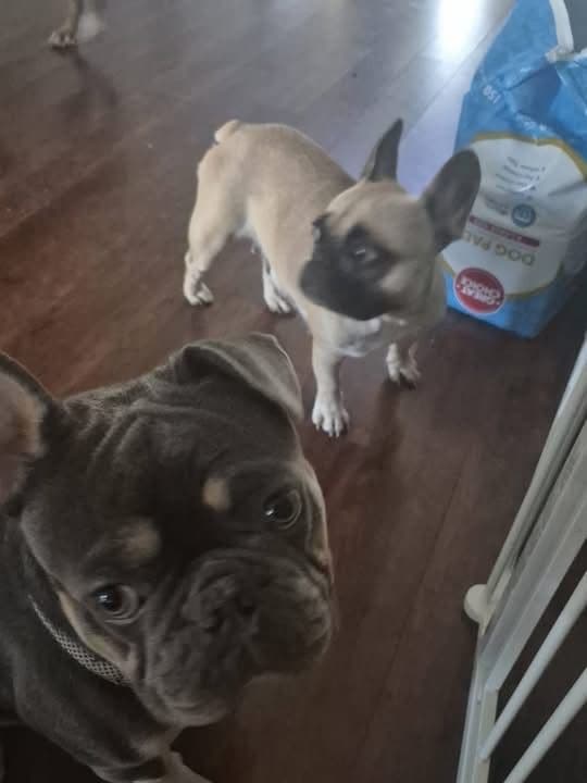 French Bulldog Puppies breeder image 1