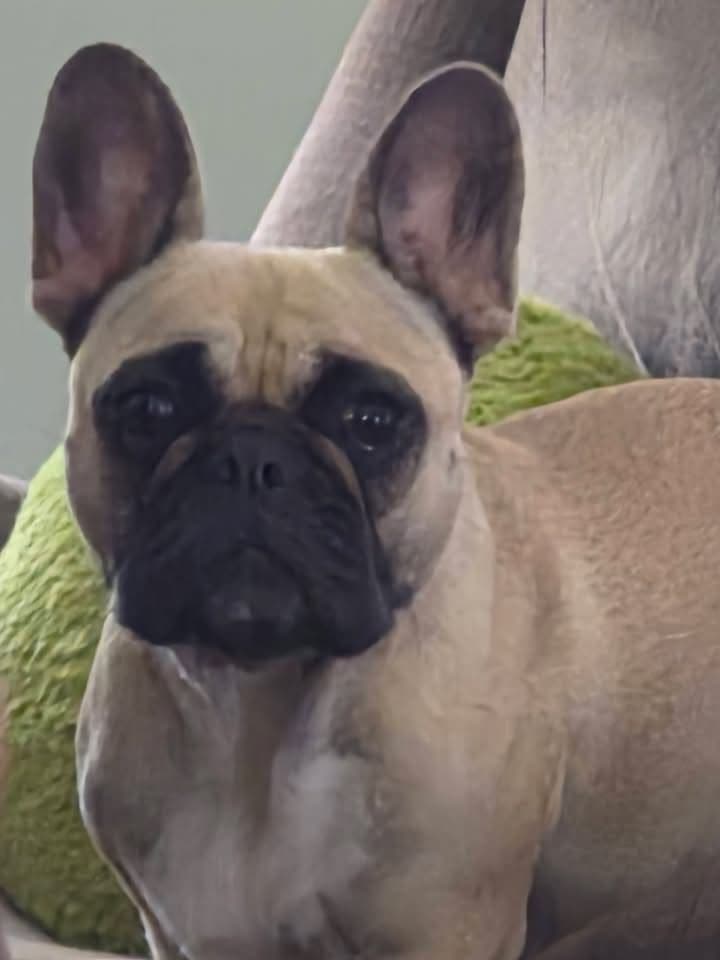 French Bulldog Puppies breeder image 3