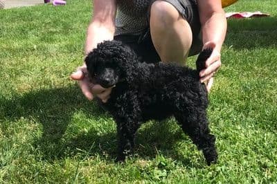 Poodle Puppies breeder image 5