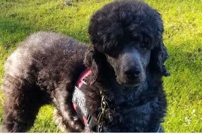 Poodle Puppies breeder image 4