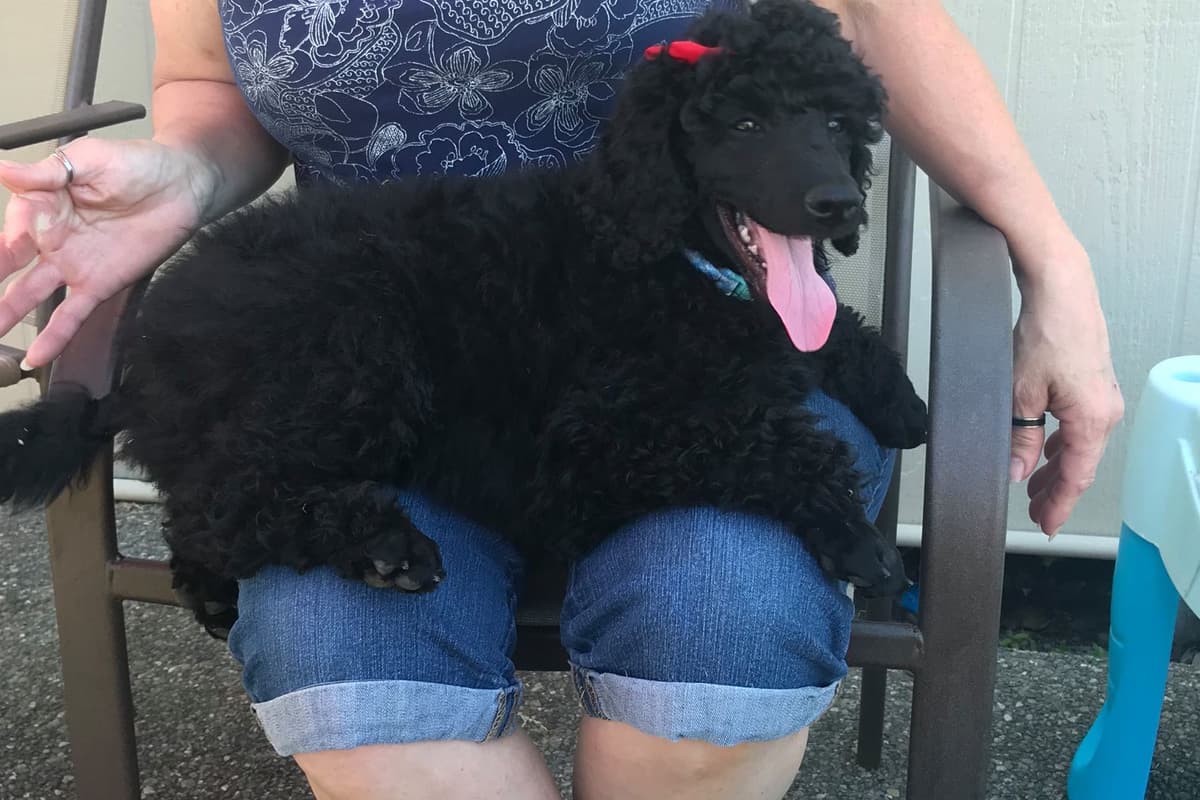 Poodle Puppies breeder image 3