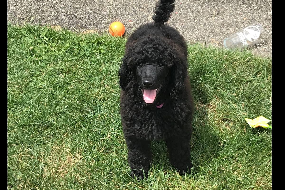 Poodle Puppies breeder image 2