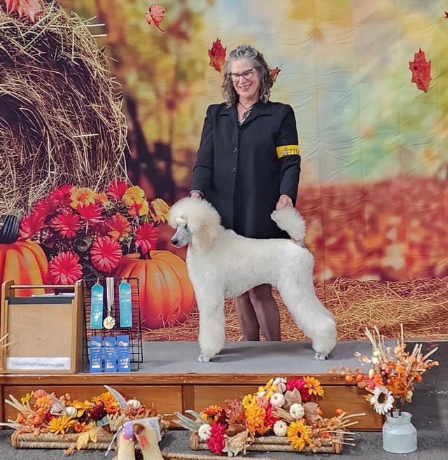 Poodle Puppies media 16