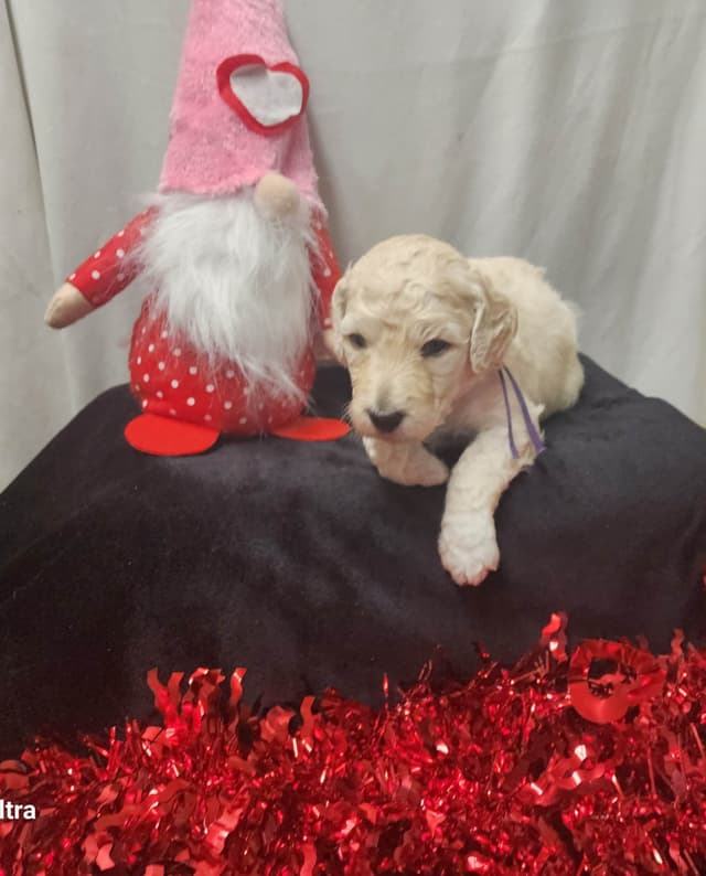 Poodle Puppies media 12