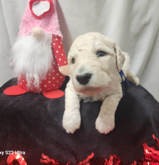 Poodle Puppies media 10