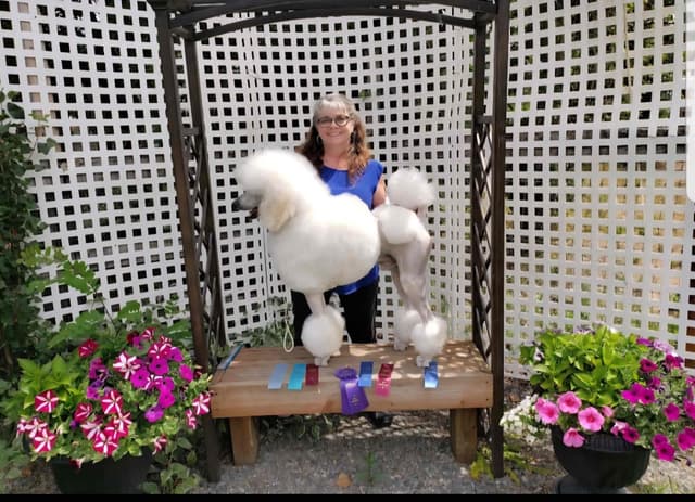 Poodle Puppies media 13
