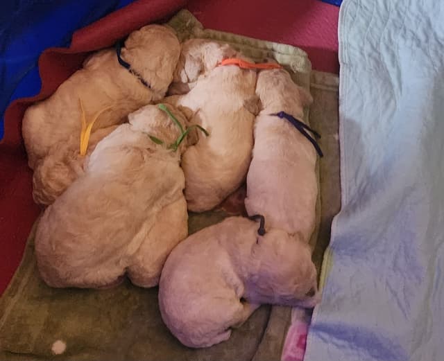 Poodle Puppies media 14