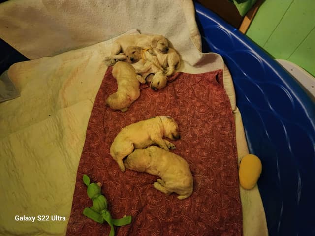 Poodle Puppies media 17