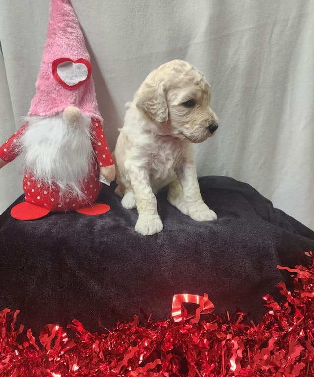 Poodle Puppies media 18