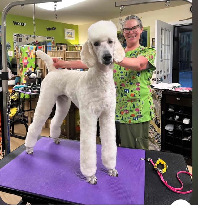 Poodle Puppies media 19