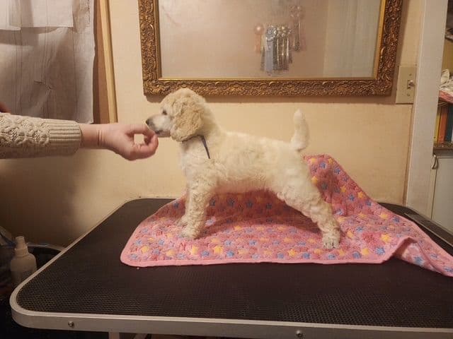 Poodle Puppies media 20