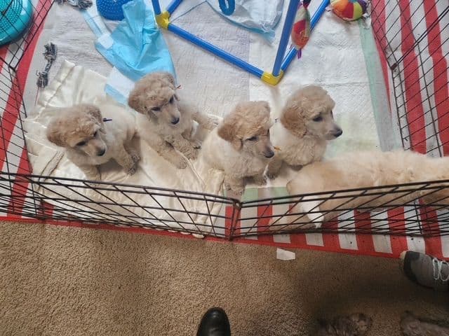 Poodle Puppies media 21
