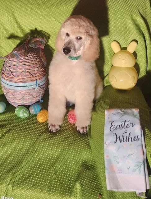 Poodle Puppies media 22