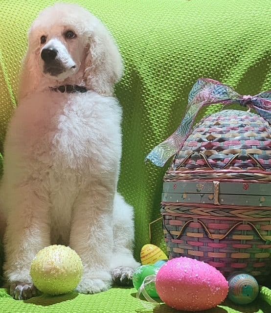 Poodle Puppies media 7