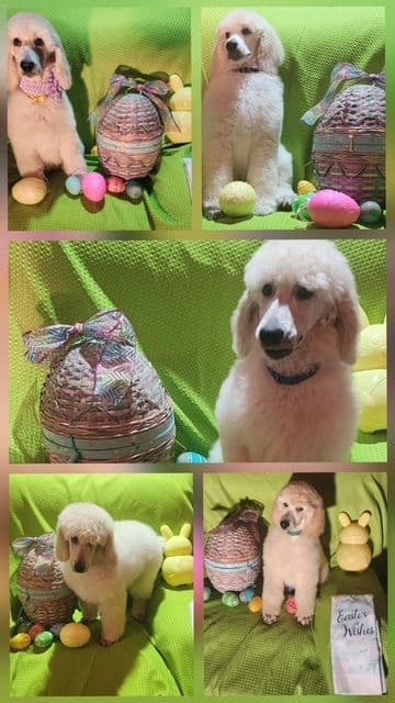 Poodle Puppies media 8