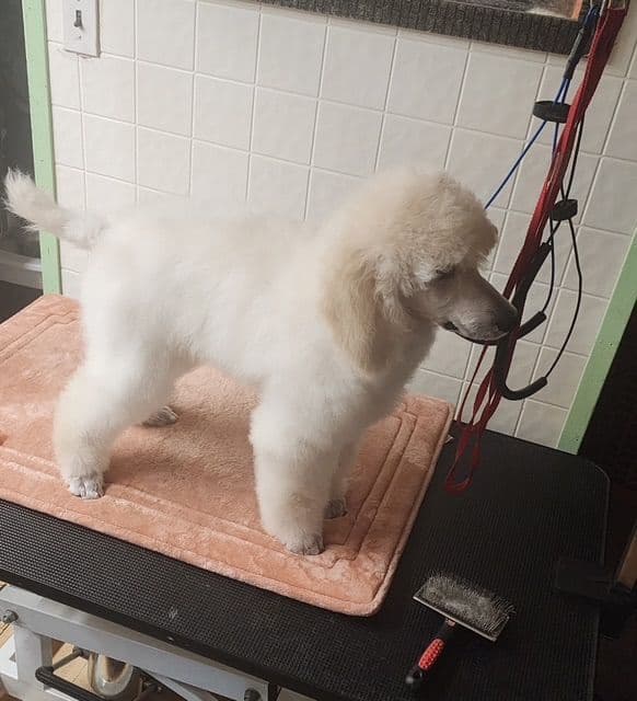 Poodle Puppies media 9