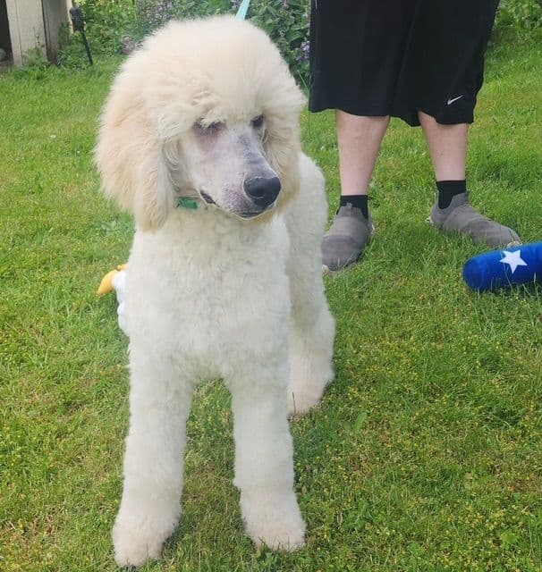 Poodle Puppies media 23