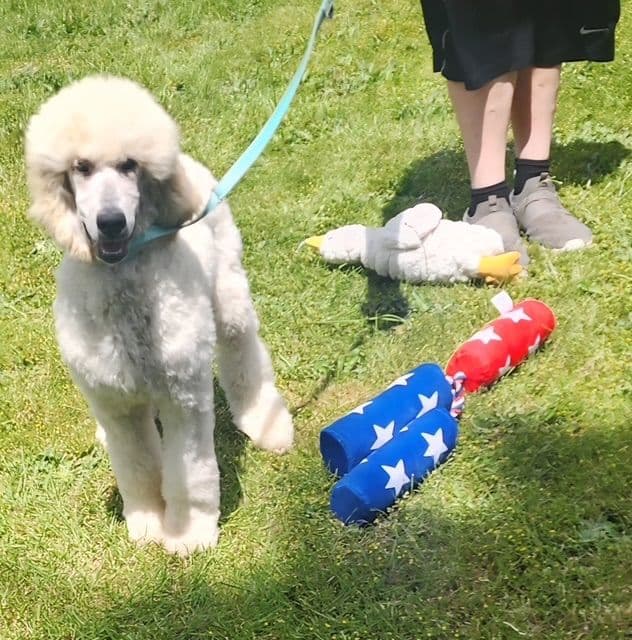 Poodle Puppies media 24