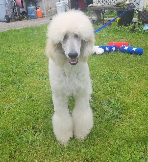 Poodle Puppies media 5