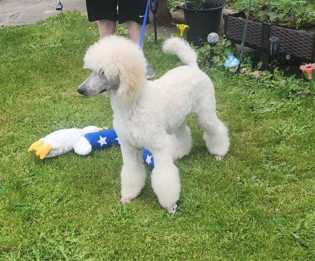 Poodle Puppies media 6