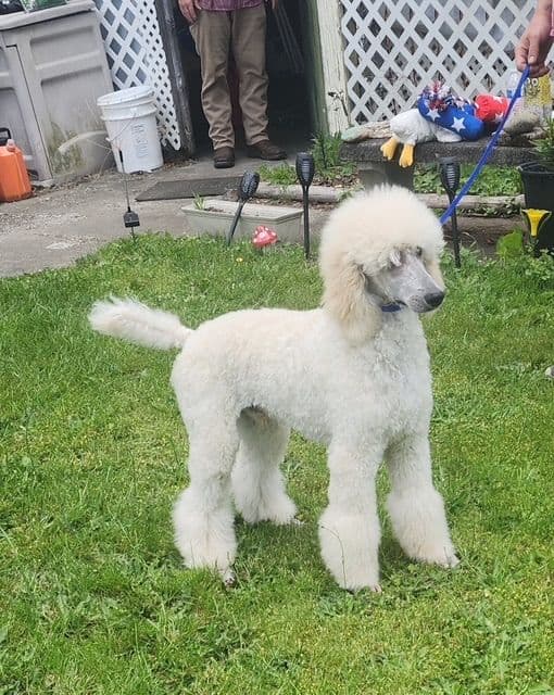 Poodle Puppies media 25