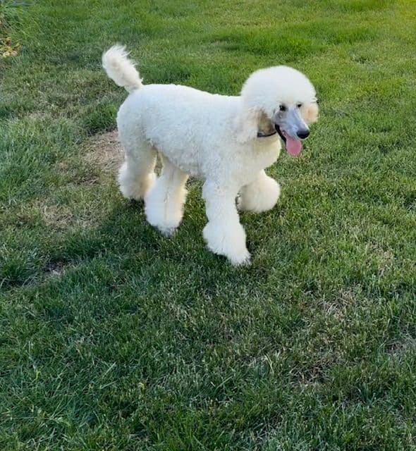 Poodle Puppies media 3