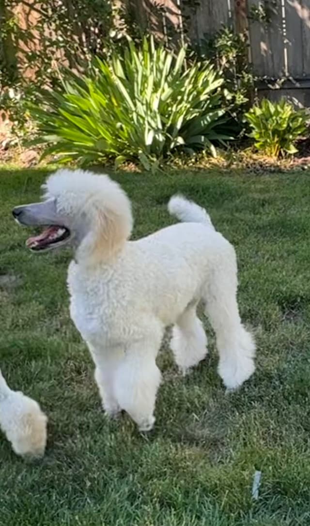 Poodle Puppies media 26