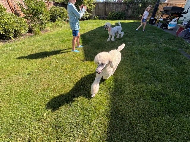 Poodle Puppies media 27
