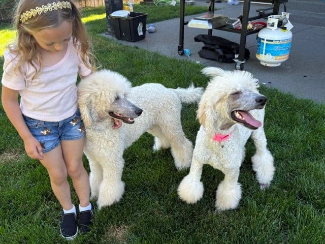 Poodle Puppies media 2