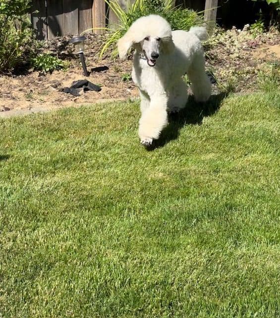 Poodle Puppies media 4