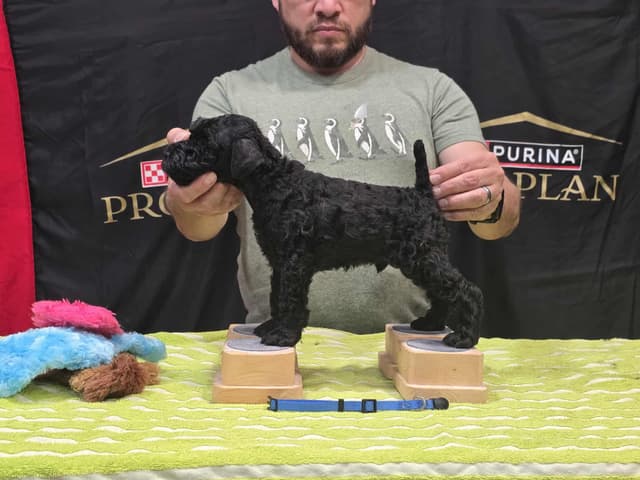 Kerry Blue Terrier Puppies media 2