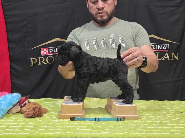Kerry Blue Terrier Puppies media 3