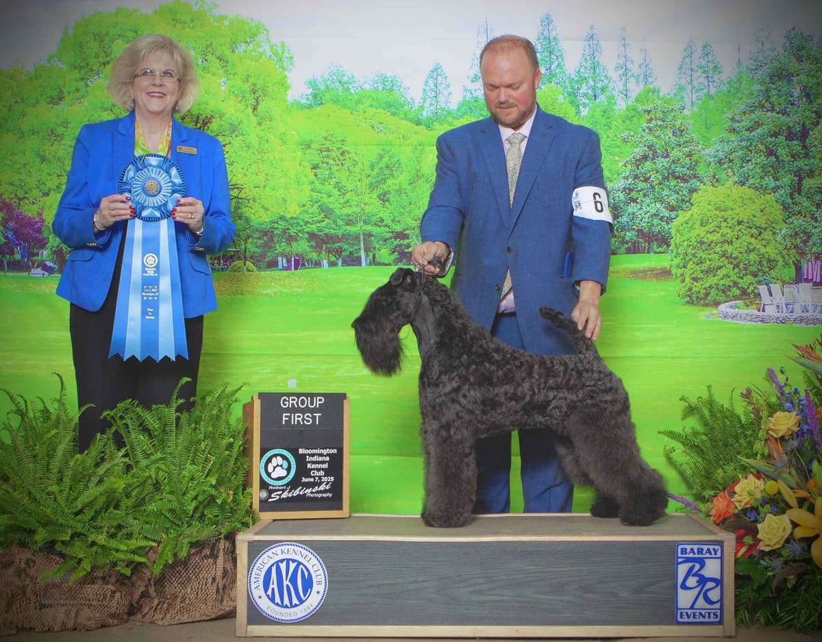 Kerry Blue Terrier Puppies breeder image 1