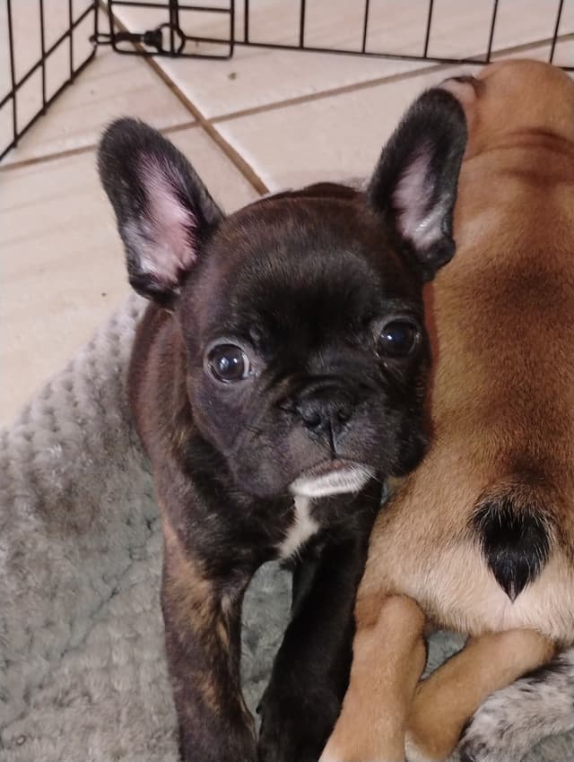 French Bulldog Puppies media 3
