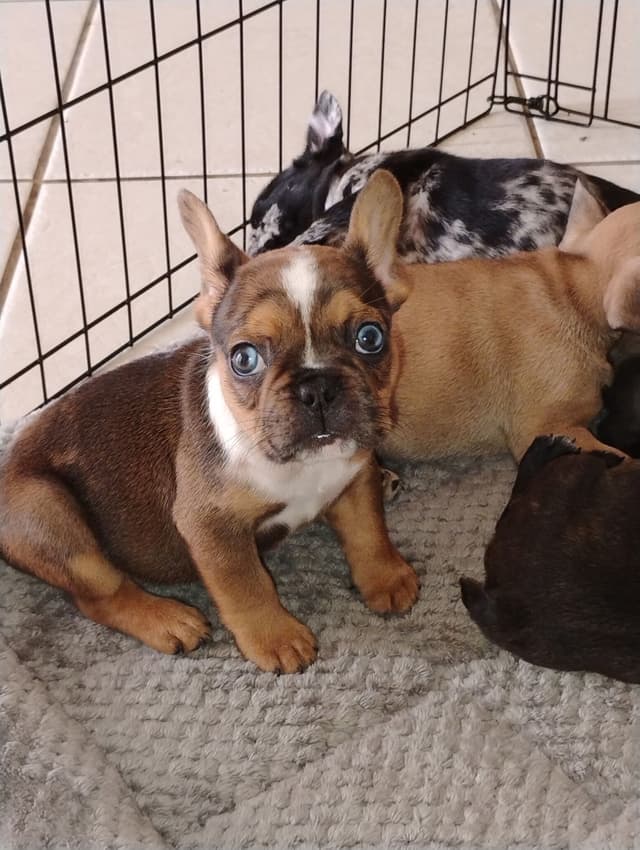 French Bulldog Puppies media 4