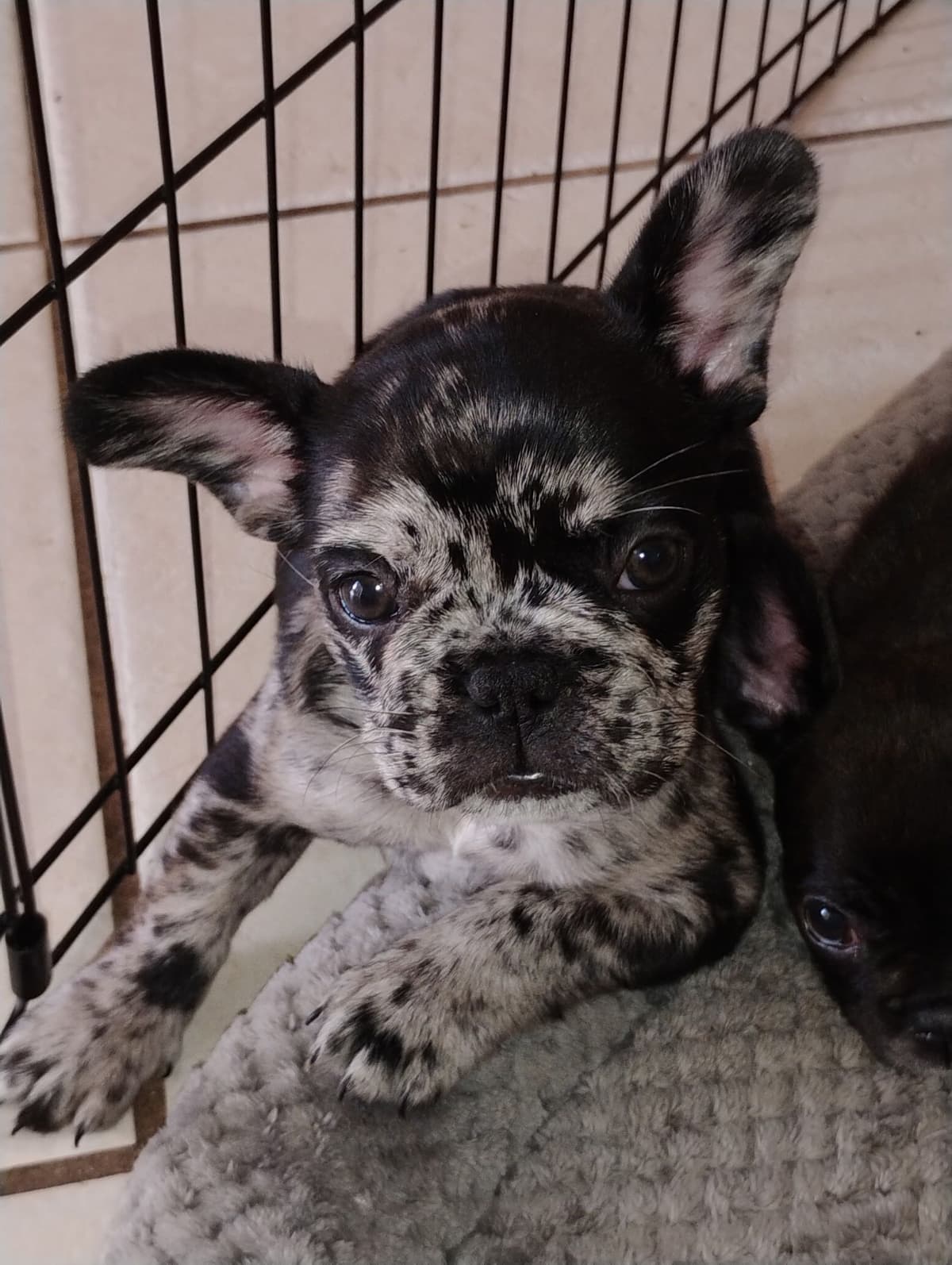 French Bulldog Puppies breeder image 3
