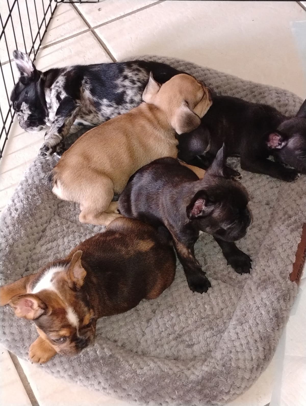 French Bulldog Puppies breeder image 4