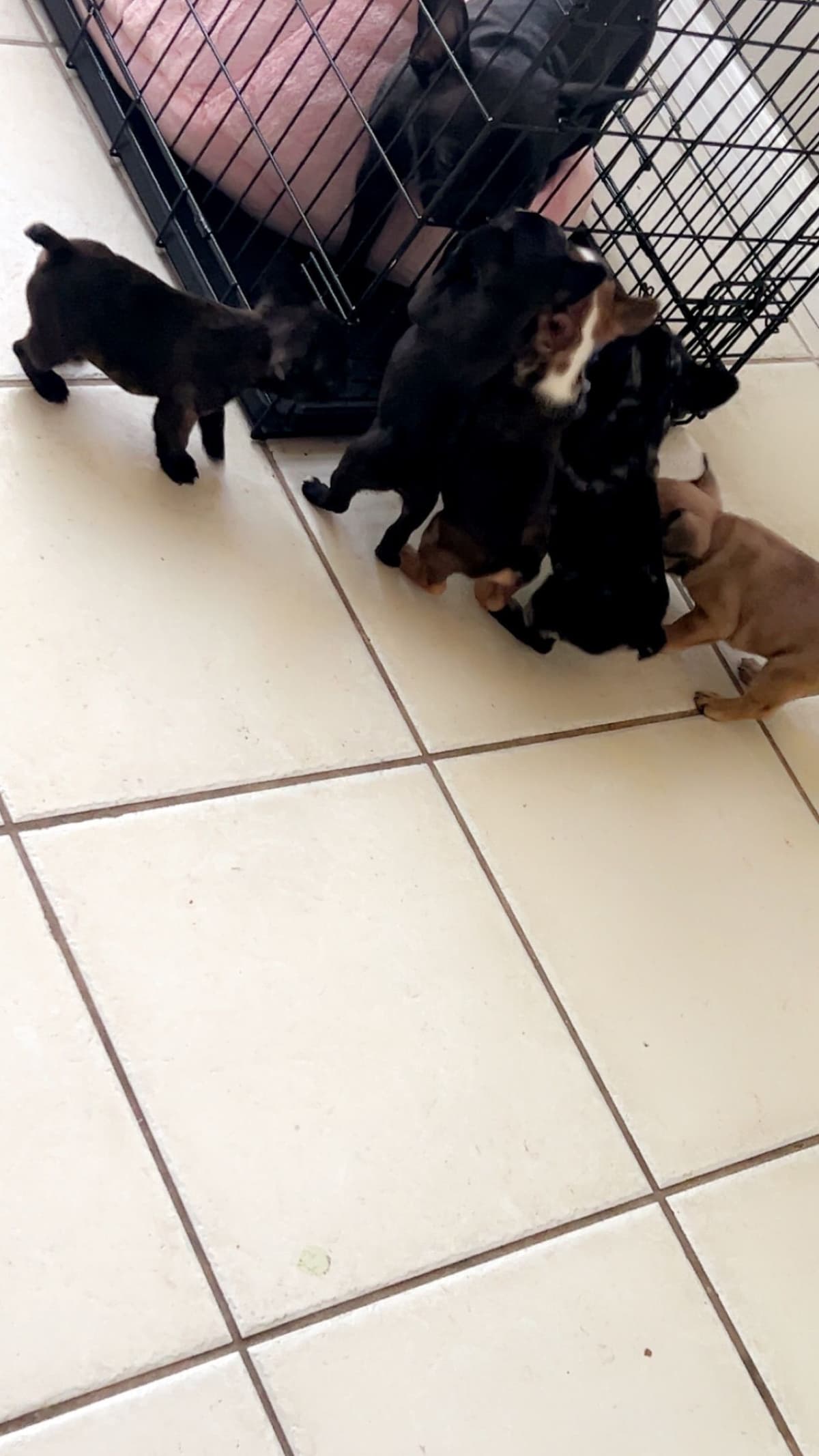 French Bulldog Puppies breeder image 5